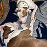 Tank is registered to the contest to win money with this photo: animal, blanket, brown_and_white, canine, carpet, close_up, collar, companion, cozy, dog, friendship, fur, indoor, lying_down, mammal, paw, pet, relaxing, resting, two_dogs