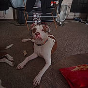 Tank joined the competition — help win amazing prizes! dog, carpet, indoor, furniture, clothing, drying_rack, fan, dog_bowl, brown_and_white, floor, pet, collar, toy, chew_bone, table, snack_bag, curious, relaxed, home, room