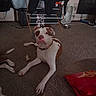 Tank joined the competition — help win amazing prizes! brown_and_white, carpet, chew_bone, clothing, collar, curious, dog, dog_bowl, drying_rack, fan, floor, furniture, home, indoor, pet, relaxed, room, snack_bag, table, toy
