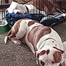 Tank joined the competition — help win amazing prizes! dog, pet, crate, bed, carpet, indoor, resting, brown_and_white, sleeping, collar, water_bowl, furniture, home, animal, relaxing, canine, companion, floor, spot, domestic