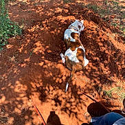Tank is registered to the contest to win money with this photo: boots, brown_and_white, canine, collar, dirt, dog, earth, grass, ground, jeans, leaves, nature, outdoor, person, pet, relaxing, resting, shadow, sunlight, tree_shadow
