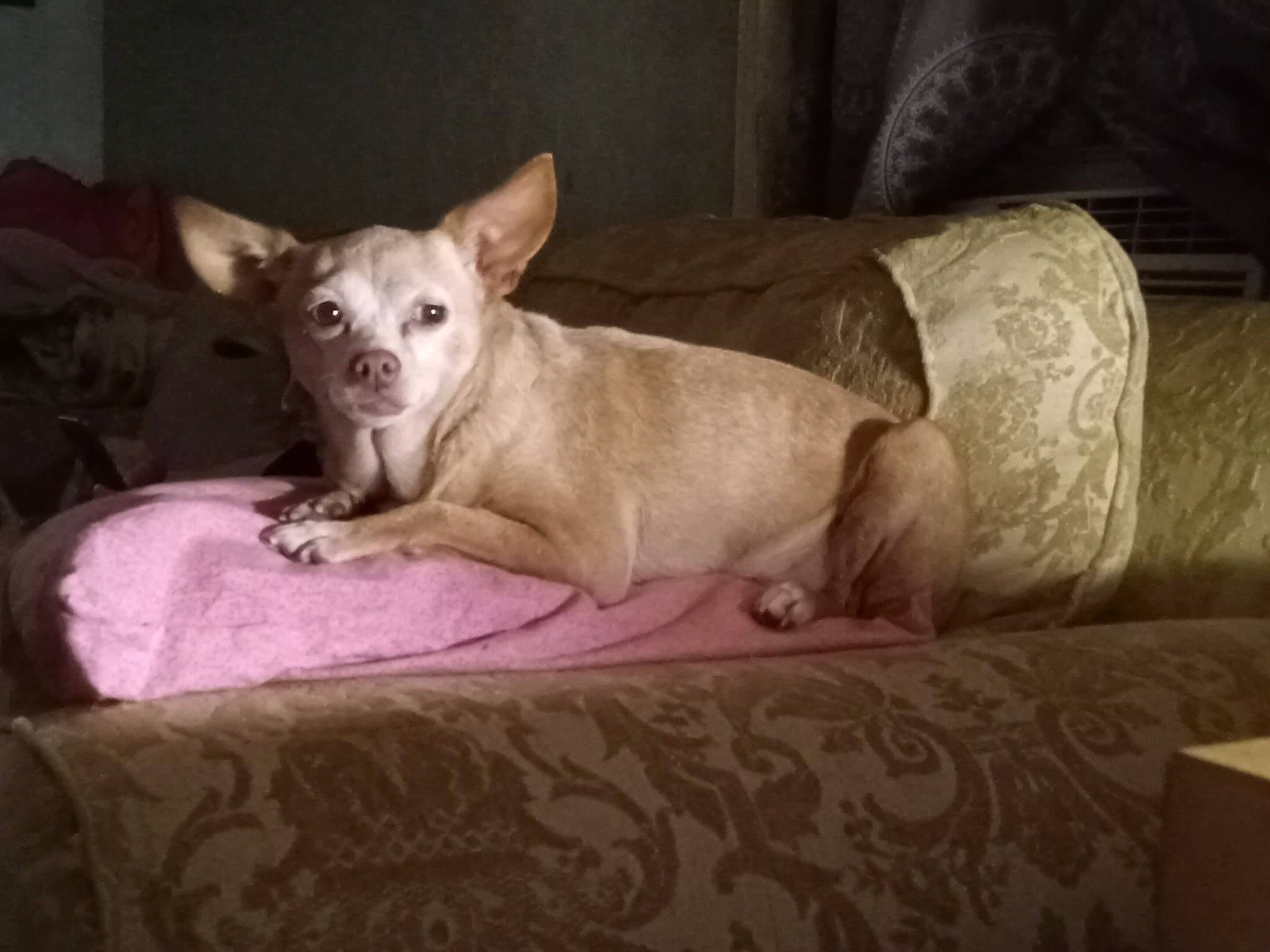 Kisses joined the competition — help win amazing prizes! canidae, carnivore, comfort, companion_dog, couch, dog, dog_breed, dog_supply, ear, fawn, linens, non_sporting_group, paw, sleeper_chair, snout, terrestrial_animal, toy_dog, whiskers, working_animal