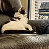 Aurora is registered to the contest to win money with this photo: cat, black_and_white_cat, leather_couch, indoor, window, books, stack_of_books, relaxing, feline, pet, cozy, resting, side_view, domestic_animal, living_room, curtains, home_interior, quiet, comfortable, fur