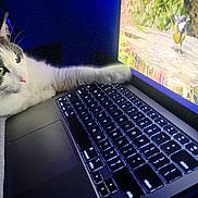 Aurora is registered to the contest to win money with this photo: cat, laptop, computer, screen, bird, nature, indoor, pet, animal, technology, curious, green_eyes, paw, black_and_white_cat, wood, tree_stump, colorful_bird, leaves, cozy, night