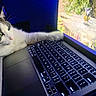 cat, laptop, computer, screen, bird, nature, indoor, pet, animal, technology, curious, green_eyes, paw, black_and_white_cat, wood, tree_stump, colorful_bird, leaves, cozy, night