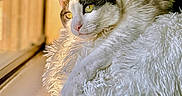 Aurora joined the competition — help win amazing prizes! animal, brown_fur, calm, cat, close_up, cozy, domestic_cat, fluffy_blanket, indoor, natural_light, paw, pet, portrait, relaxing, resting, soft_texture, sunlight, white_fur, window, yellow_eyes