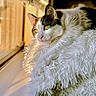 Aurora joined the competition — help win amazing prizes! cat, window, sunlight, fluffy_blanket, indoor, relaxing, pet, animal, yellow_eyes, white_fur, brown_fur, cozy, resting, soft_texture, natural_light, paw, close_up, calm, domestic_cat, portrait