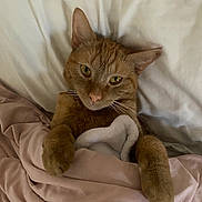 Garfield joined the competition — help win amazing prizes! animal, bed, blanket, cat, comfort, cozy, cute, cute_pet, domestic_cat, feline, fur, ginger_cat, indoor, paws, pet, relaxed, resting, sleepy, soft, whiskers