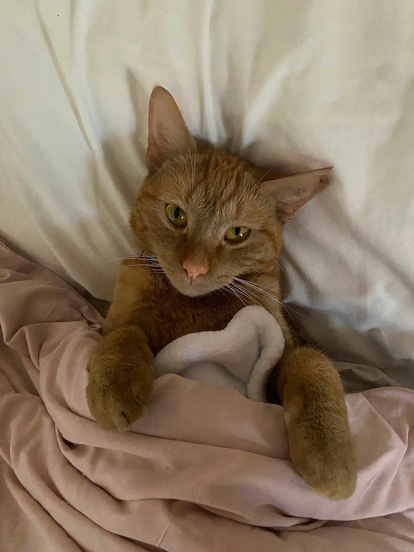 Garfield