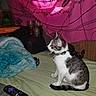 bed, blanket, cat, clutter, collar, cozy, curtain, domestic_animal, furniture, gray, household, indoor, looking, pet, remote_control, side_view, sitting, striped, tabby, white