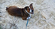 Max joined the competition — help win amazing prizes! dog, leash, sand, outdoor, pine_needles, brown_dog, white_dog, happy, pet, animal, canine, nature, ground, playful, looking_back, sunlight, smiling, fur, walk, companion
