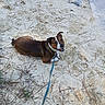 dog, leash, sand, outdoor, pine_needles, brown_dog, white_dog, happy, pet, animal, canine, nature, ground, playful, looking_back, sunlight, smiling, fur, walk, companion