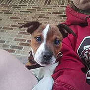 Max is registered to the contest to win money with this photo: puppy, dog, person, face, paw, leg, hoodie, red_clothing, brick_wall, close_up, selfie, outdoor, curious, pet, young_dog, casual, resting, expression, brown_and_white, collar
