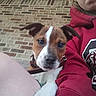 puppy, dog, person, face, paw, leg, hoodie, red_clothing, brick_wall, close_up, selfie, outdoor, curious, pet, young_dog, casual, resting, expression, brown_and_white, collar