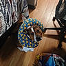 dog, inflatable_collar, pikachu_pattern, wooden_floor, bed, chair, dog_food_bag, indoor, pet, curious_expression, brown_dog, white_markings, looking_up, floor, furniture, cute, animal, companion, domestic, resting