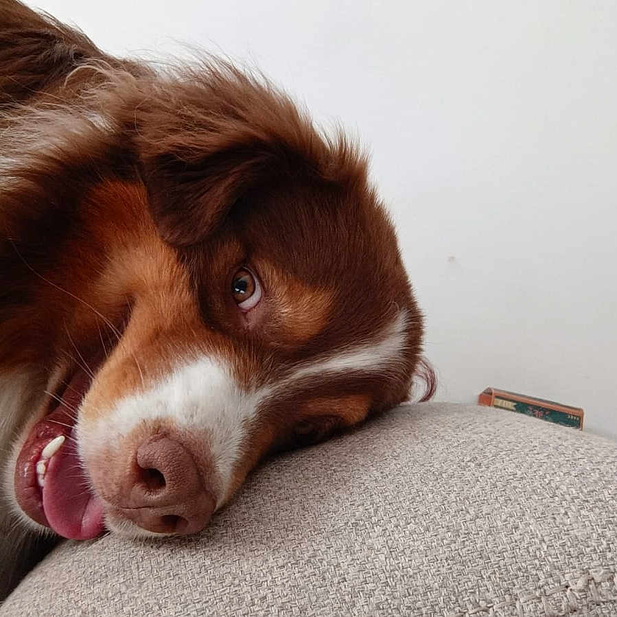 Hermes a rejoint le concours — aidez-le/la à gagner de superbes lots ! animal, bodypart, canine, cockerspaniel, collie, cushion, dog, face, head, homedecor, hound, mouth, papillon, person, pet, photography, portrait, puppy, sleeping, snout