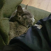 Nénette a rejoint le concours — aidez-le/la à gagner de superbes lots ! animal, blanket, cat, close_up, comfort, cozy, cushion, domestic_cat, feline, fur, gray_cat, green_cushion, home, indoor, pet, relaxing, resting, sleeping, soft_texture, wooden_floor