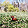 dog, dachshund, grass, leaves, field, trees, nature, outdoor, sunlight, harness, brown_dog, canine, spring, sky, leafless_trees, greenery, pet, animal, small_dog, daytime