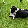 animal, artificial_grass, black_and_white, canine, chair_leg, cute, daylight, dog, domestic_animal, fabric, green, lying_down, outdoor, paw, pet, playful, relaxed, resting, summer, toy