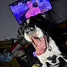 animal, black_and_white, canine, close_up, collar, couch, dog, ears, excited, fun, fur, happy, indoor, living_room, mouth_open, night, pet, playing, television, tongue_out