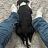 animal, black_and_white, companion, cozy, cute, dog, fluffy_rug, fur, home, indoor, jeans, lying_down, paws, person, pet, puppy, relaxation, resting, tail, white_socks