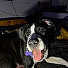 Ruby a rejoint le concours — aidez-le/la à gagner de superbes lots ! animal, bed, black_and_white, blanket, canine, closeup, collar, dog, ears, face, fur, happy, indoor, living_room, pet, puppy, resting, shadow, television, tongue_out