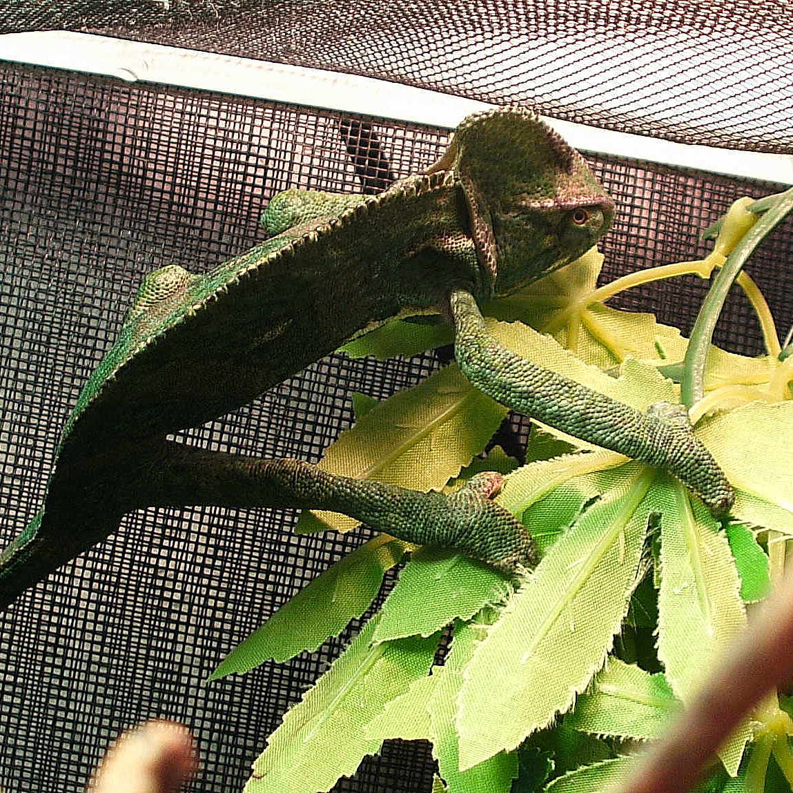 RANGO