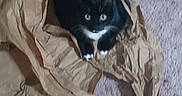 Socks is registered to the contest to win money with this photo: animal, black_cat, carpet, cat, cozy, crumpled_paper, curious, cute, domestic, feline, floor, green_eyes, home, indoor, looking_up, paper_bag, pet, playful, resting, white_paws