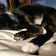 Socks joined the competition — help win amazing prizes! animal, bed, black_and_white, blanket, cat, close_up, cozy, cute, domestic, feline, fur, indoor, napping, paw, pet, relaxing, resting, sleeping, soft, whiskers