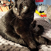 Belly. is registered to the contest to win money with this photo: animal, bed, black_cat, blanket, cat, cozy, cute, domestic_animal, eyes, feline, fur, household, indoor, mammal, pet, portrait, relaxing, resting, soft_light, whiskers