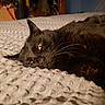 Belly. is registered to the contest to win money with this photo: animal, bed, black_cat, blanket, cat, closeup, cozy, domestic_animal, feline, fur, home, indoor, laying_down, pet, relaxed, resting, sleepy, texture, whiskers, yellow_eyes