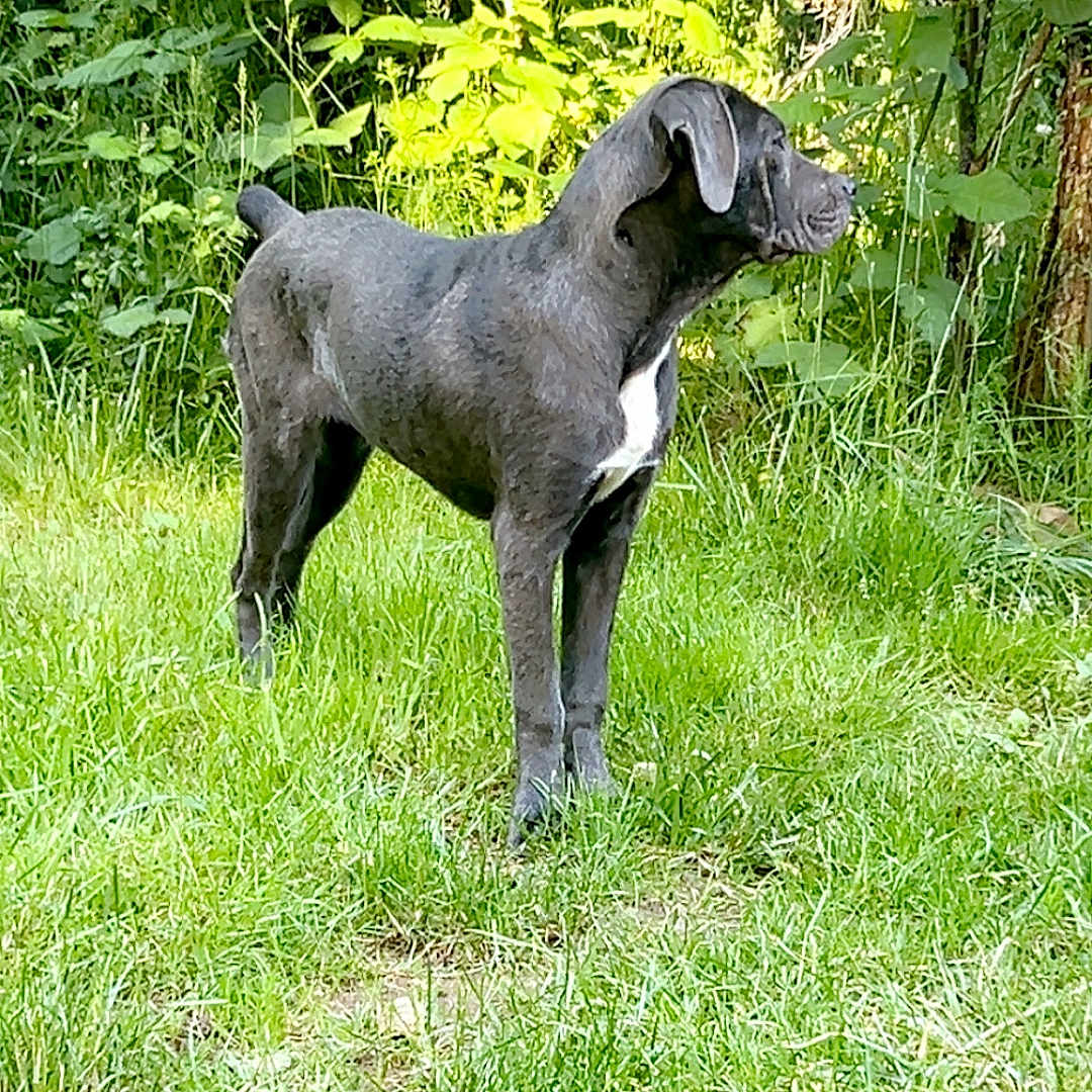 Maybell joined the competition — help win amazing prizes! alert, animal, background, black_dog, canine, daylight, dog, ears, four_legs, grass, greenery, leafy_bushes, muzzle, nature, outdoor, pet, standing, sunlight, tree, white_patch