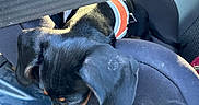 Baya participe au concours pour gagner de l'argent avec cette photo : puppy, dog, black_and_tan, small_dog, harness, seatbelt, car, car_interior, vehicle, seated, sleeping, cute, pet, animal, portrait, close_up, black_fur, tan_markings, leather_seat, travel
