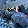 puppy, dog, black_and_tan, small_dog, harness, seatbelt, car, car_interior, vehicle, seated, sleeping, cute, pet, animal, portrait, close_up, black_fur, tan_markings, leather_seat, travel