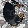 dog, puppy, black_and_tan, sleeping, lying_down, harness, reflective_harness, paws, tail, short_hair, small_dog, pet, bed, bedspread, bedroom, indoors, resting, relaxed, animal, photograph
