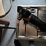 dog, black_and_tan, dachshund, short_haired, pet, animal, wearing_harness, red_harness, standing, metal_tray, veterinary_clinic, indoor, floor, medical_equipment, red_toy, chair, human_legs, top_down_view, black_fur, portrait