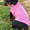 puppy, dog, dachshund, black_and_tan, pink_sweater, pink_bow, grass, lawn, outdoor, pet, cute, adorable, portrait, sitting, looking_at_camera, clothing, knitwear, fashionable, tail, garden