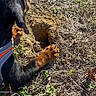 dog, black_and_tan, digging, hole, paws, outdoor, grass, soil, dirt, dry_vegetation, weeds, backyard, sunlight, leash, harness, animal, pet, playful, investigating, construction