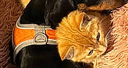 Bruno a rejoint le concours — aidez-le/la à gagner de superbes lots ! dog, cat, pets, animal, cuddle, sleeping, cozy, blanket, fluffy, orange_cat, black_dog, harness, indoors, portrait, close_up, relaxed, companionship, fur, shaggy_blanket, cute