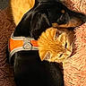 dog, cat, pets, animal, cuddle, sleeping, cozy, blanket, fluffy, orange_cat, black_dog, harness, indoors, portrait, close_up, relaxed, companionship, fur, shaggy_blanket, cute