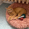 cat, kitten, orange_tabby, pet, animal, feline, lying_down, sleeping_area, pet_bed, fluffy_bed, pink, toy, chew_toy, indoors, floor, radiator, whiskers, ears, paws, portrait