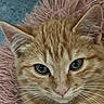 cat, orange_tabby, pet, feline, close_up, portrait, face, eyes, whiskers, ears, fur, ginger, striped, indoors, cozy, blanket, pink, blue, headshot, animal