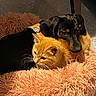 dog, cat, kitten, puppy, pets, animal, cuddling, sleeping, fluffy_bed, pet_bed, orange_cat, black_dog, black_and_tan, indoor, cozy, fur, whiskers, collar, resting, companionship