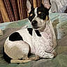 Fancy is registered to the contest to win money with this photo: animal, bedspread, black_and_white, calm, companion, curtains, cute, dog, domestic, ears_up, fur, household, indoors, lying_down, mammal, pet, relaxed, resting, sitting, small_dog