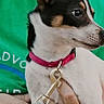 Fancy joined the competition — help win amazing prizes! alert, animal, black_fur, close_up, collar, companion, cute, dog, ears, green_shirt, hand, holding, leash, looking_away, outdoor, person, pet, small_dog, tan_markings, white_fur