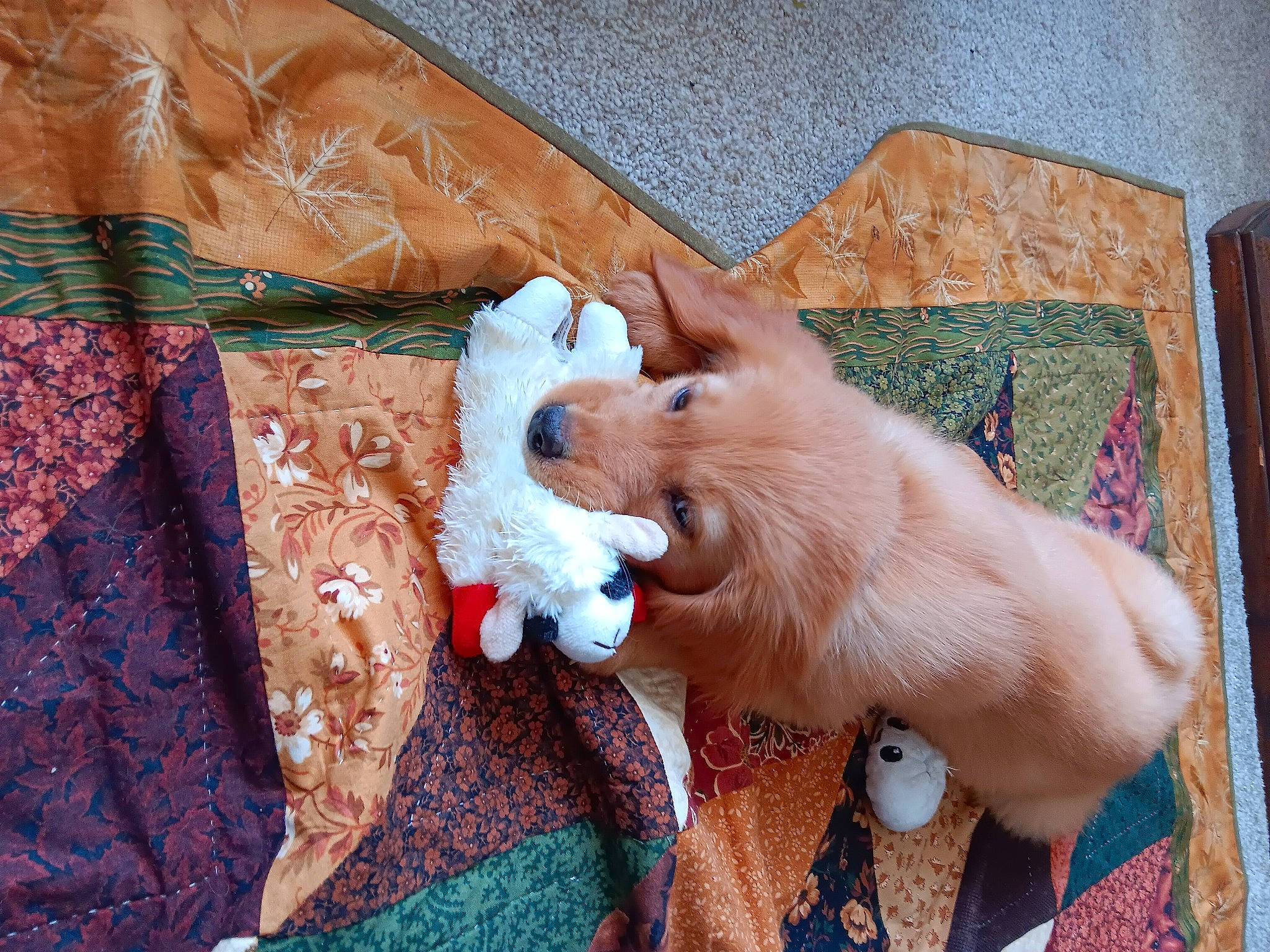 Charlie is registered to the contest to win money with this photo: bed, carnivore, companion_dog, dog, dog_breed, dog_supply, fang, fawn, felidae, fur, linens, pattern, plush, small_to_medium_sized_cats, spitz, stuffed_toy, tail, toy, toy_dog, whiskers