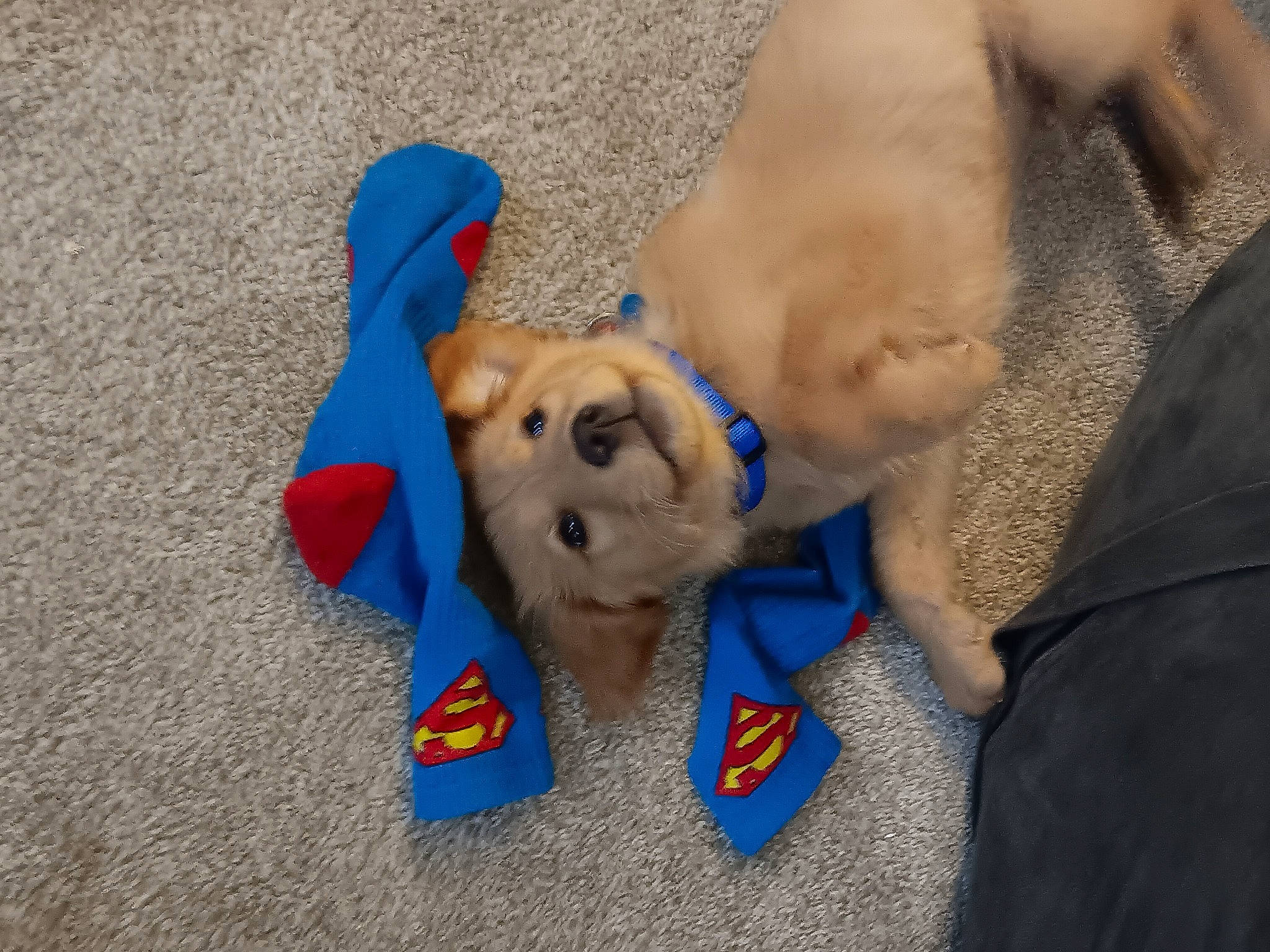 Charlie joined the competition — help win amazing prizes! canidae, carnivore, companion_dog, dog, dog_breed, dog_clothes, dog_collar, dog_supply, electric_blue, fashion_accessory, fawn, flooring, foot, fun, fur, human_leg, snout, sporting_group, toy, working_animal