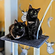 Luna Raven joined the competition — help win amazing prizes! cat, cats, black_cat, pet, indoor, cat_tree, feline, green_eyes, animal, cute, sitting, resting, fur, whiskers, domestic_animal, home_decor, deer_head, yellow_wall, playful, cozy