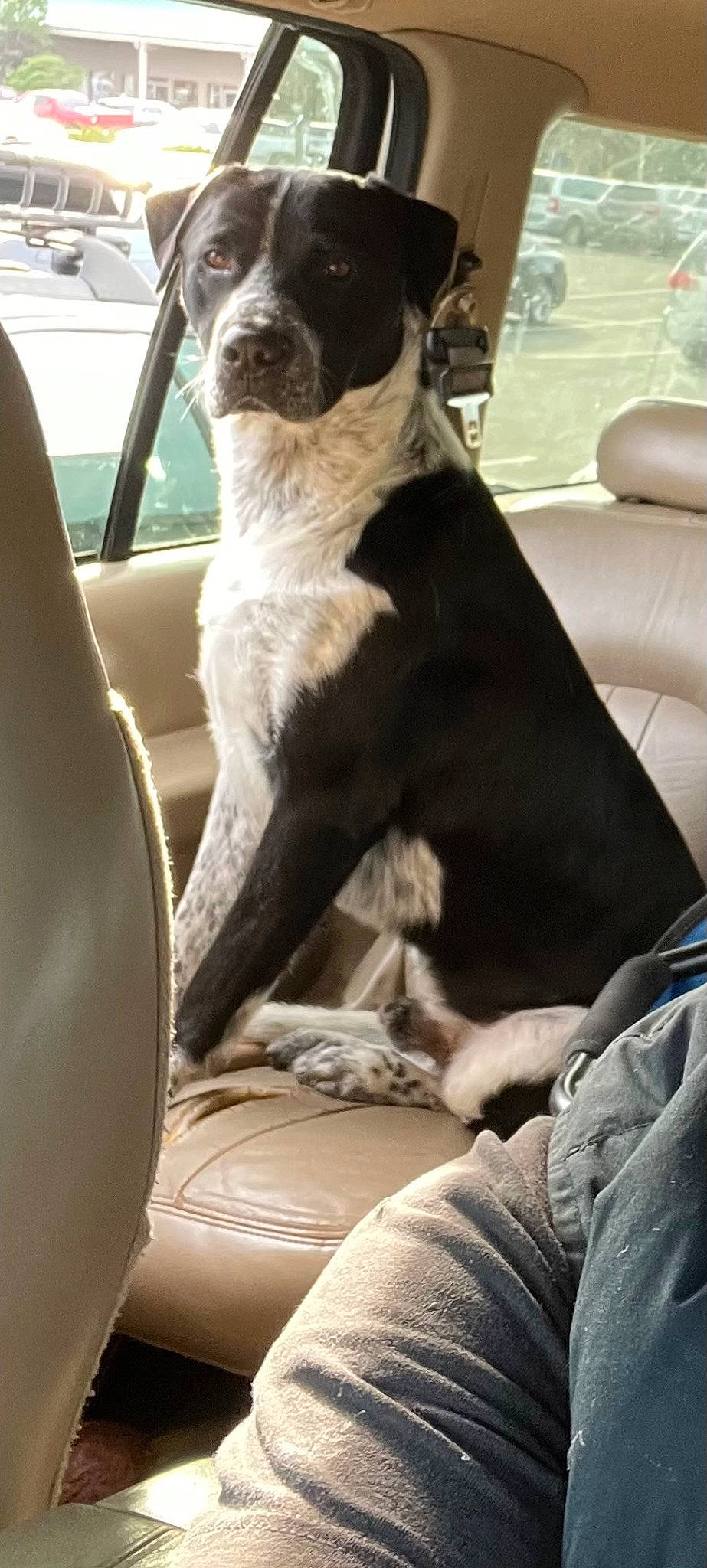 Paco is registered to the contest to win money with this photo: canidae, car, carnivore, collar, comfort, companion_dog, couch, dog, dog_breed, dog_collar, fawn, mammal, motor_vehicle, snout, sporting_group, vehicle, vehicle_door, whiskers, window, working_animal