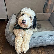Bogey is registered to the contest to win money with this photo: dog, pet_bed, wooden_floor, fluffy, bandana, indoor, relaxed, cute, animal, mammal, fur, canine, domestic_animal, resting, comfort, home, looking_up, black_ears, cream_color, collar